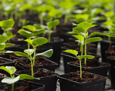 種子・苗